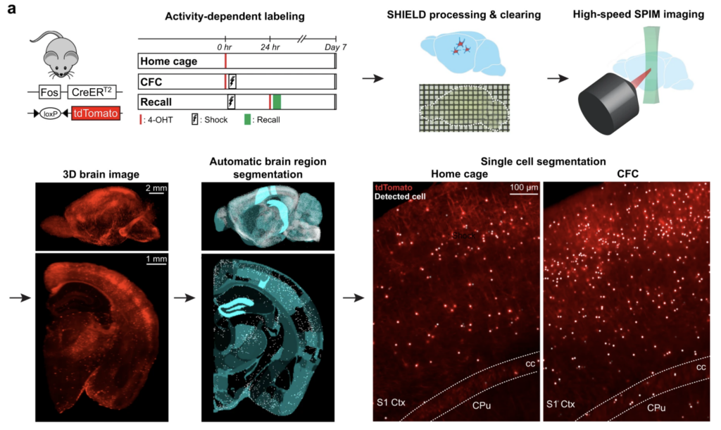 Roy et al. Nature Communications 13, 1799 (2022) - Figure 1